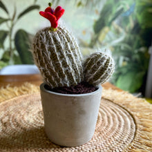 Lade das Bild in den Galerie-Viewer, Kaktus mit roten Blüten