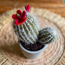 Lade das Bild in den Galerie-Viewer, Kaktus mit roten Blüten