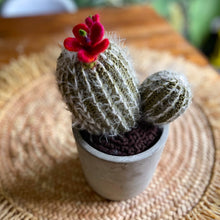 Lade das Bild in den Galerie-Viewer, Kaktus mit roten Blüten