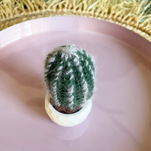Lade das Bild in den Galerie-Viewer, Mini Kaktus ohne Blüte