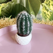 Lade das Bild in den Galerie-Viewer, Mini Kaktus ohne Blüte