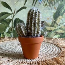 Lade das Bild in den Galerie-Viewer, Kaktus