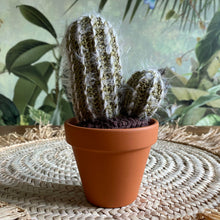 Lade das Bild in den Galerie-Viewer, Kaktus