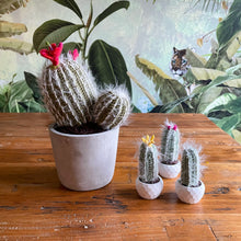 Lade das Bild in den Galerie-Viewer, Kaktus mit roten Blüten
