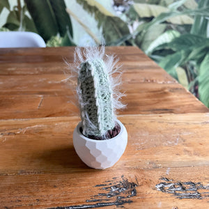 Mini Kaktus