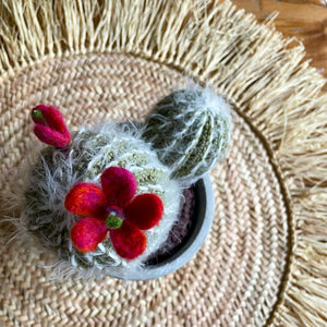 Kaktus mit roten Blüten