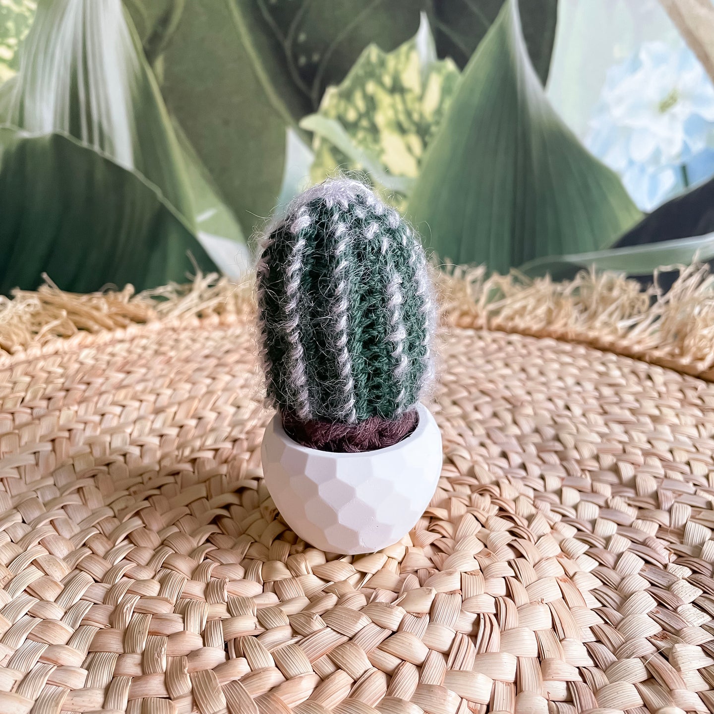 Mini Kaktus ohne Blüte