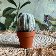 Lade das Bild in den Galerie-Viewer, Kaktus
